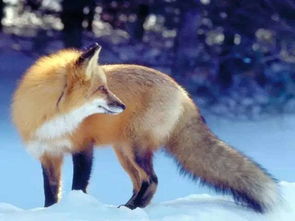 狐狸在说什么